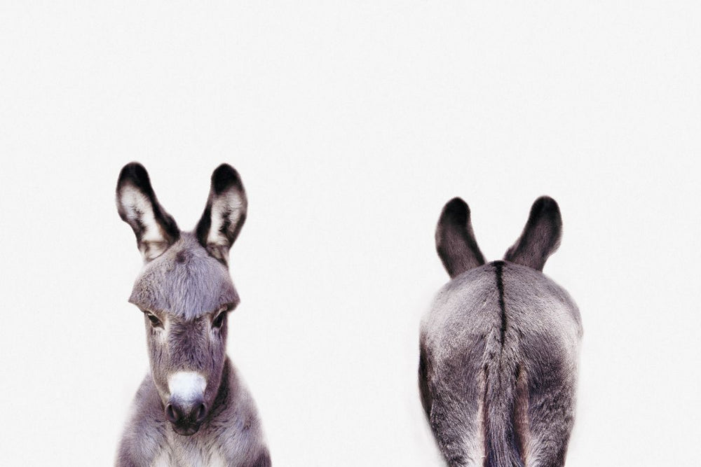 Donkey Front And Back Portrait