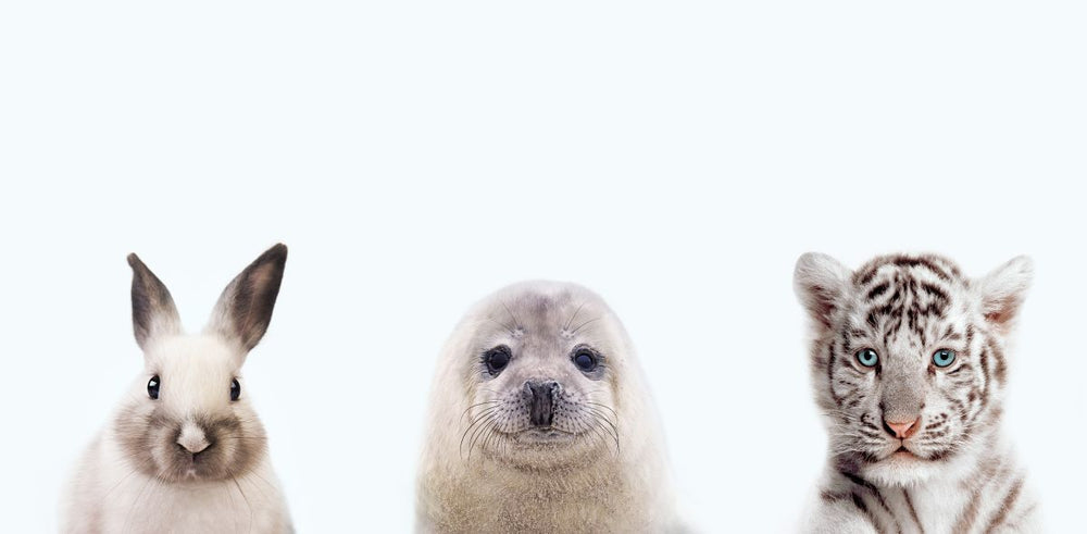Baby Seal And Friends
