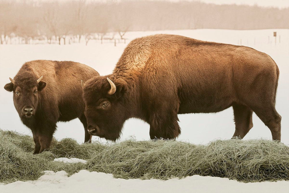 American Bison Duo