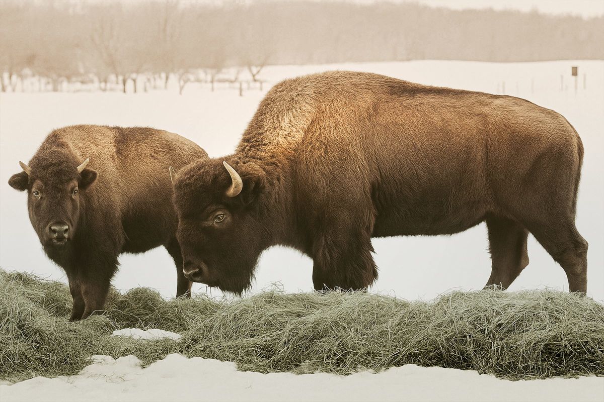 American Bison Duo