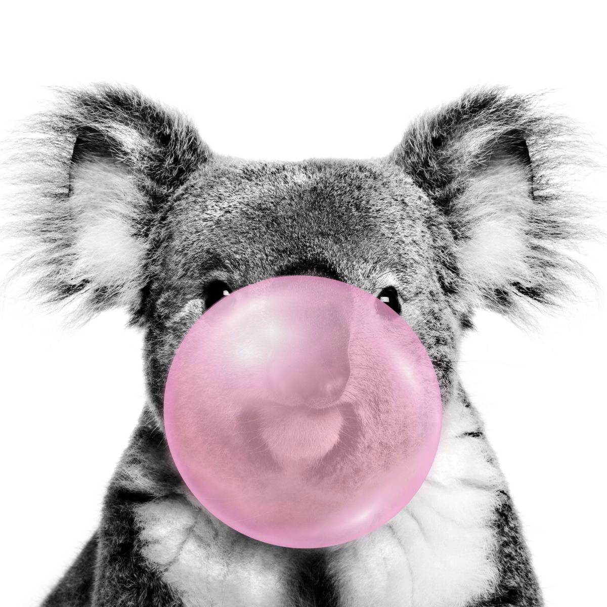 Koala Bubble Gum