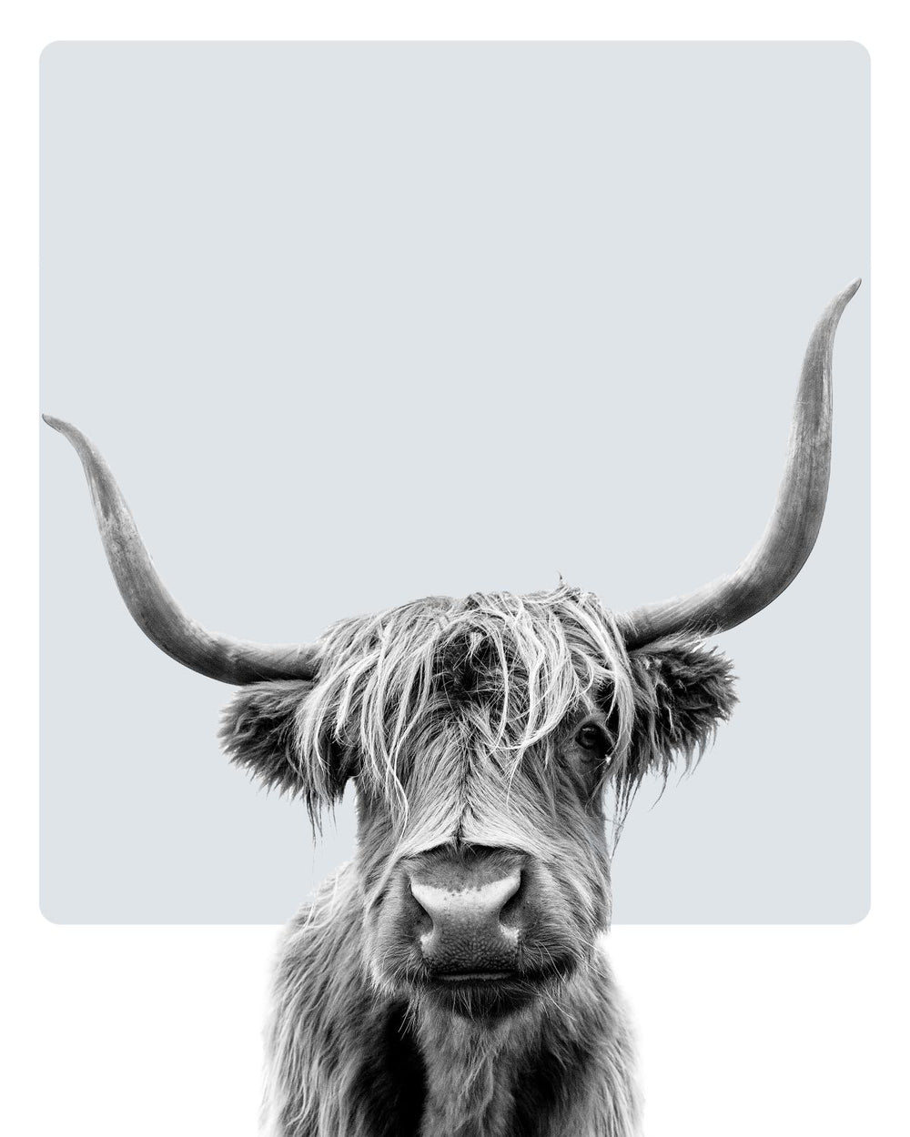 Highland Cow Head