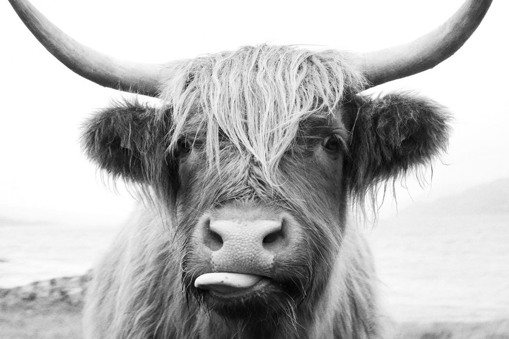 Funny Highland Cow BW