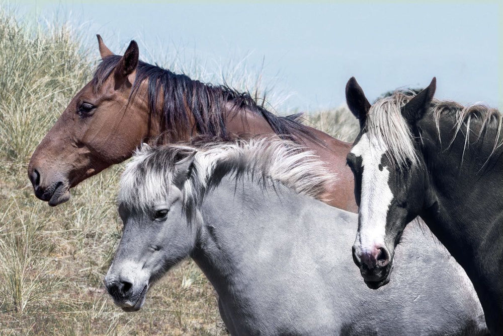 Equine Trio