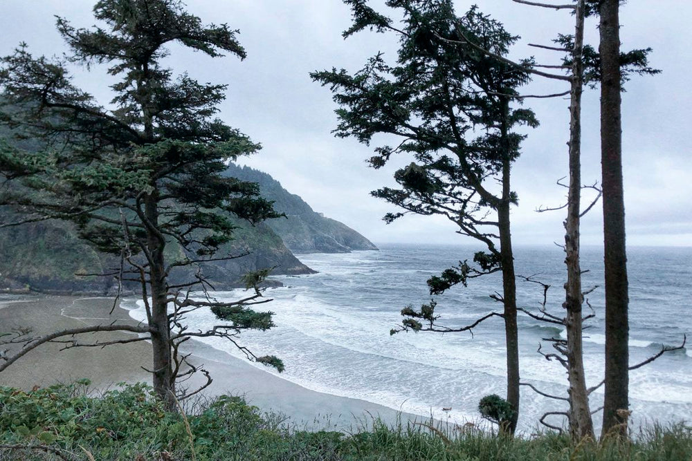 Woods By The Shore