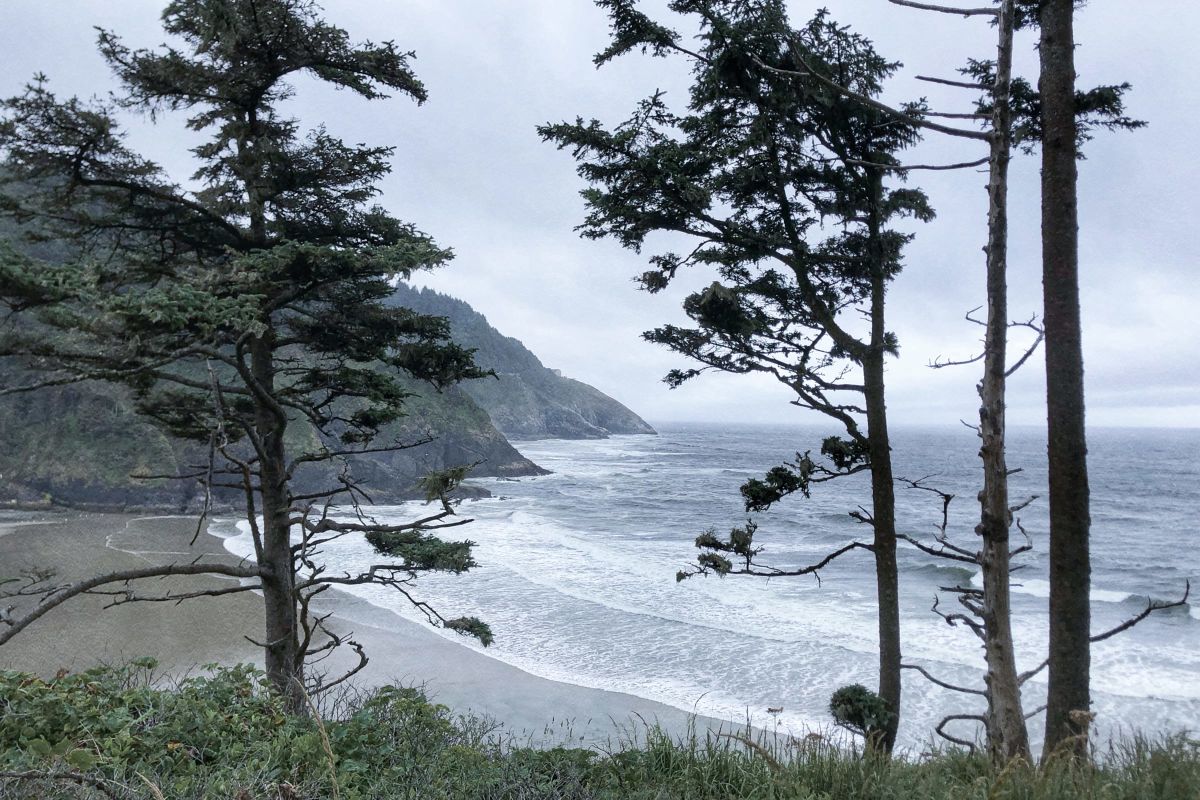 Woods By The Shore