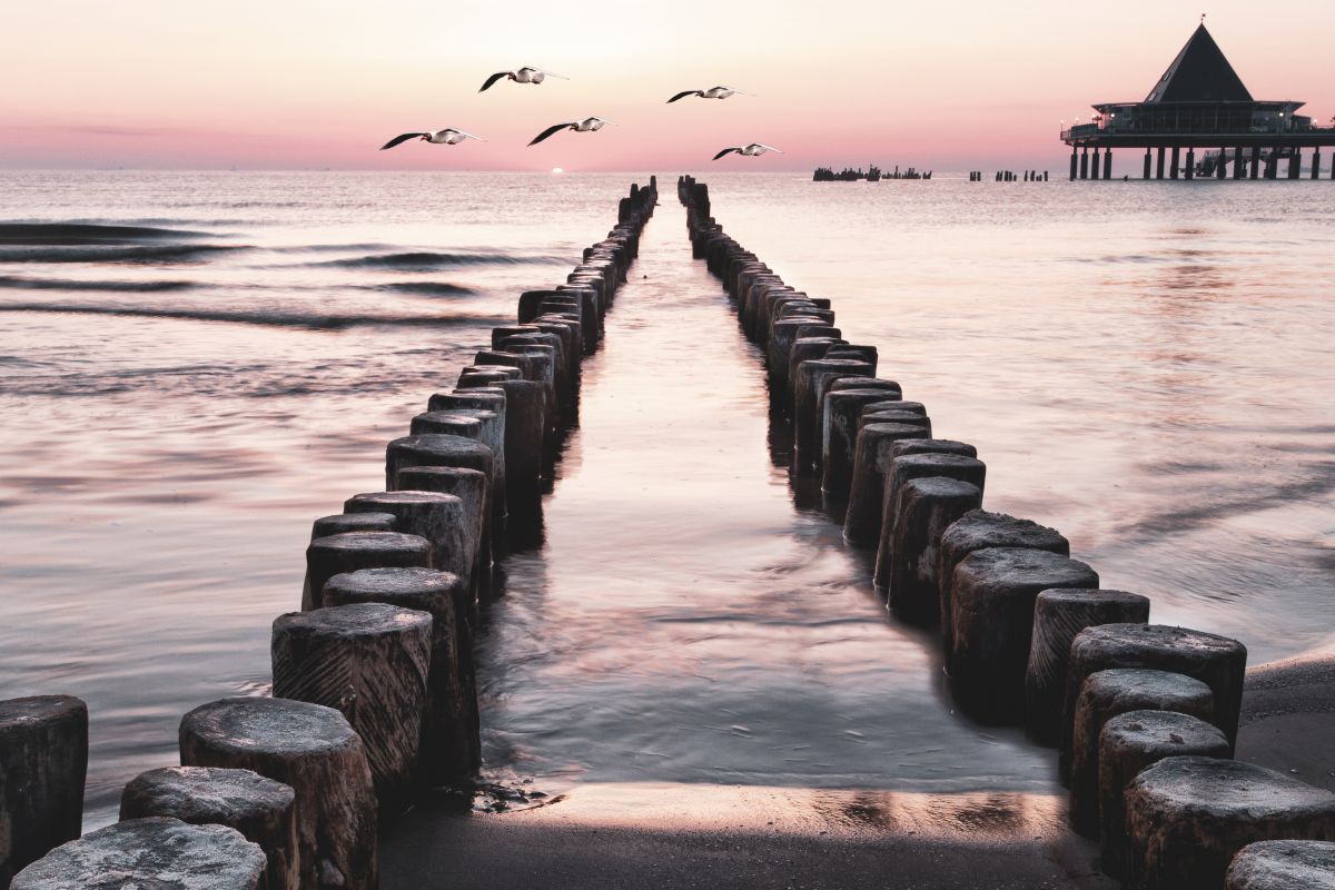 Seagulls Over Dock