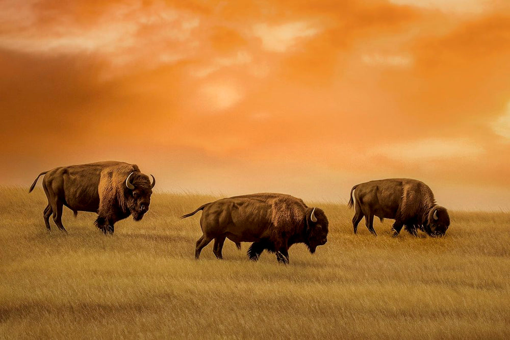 Three American Bisons