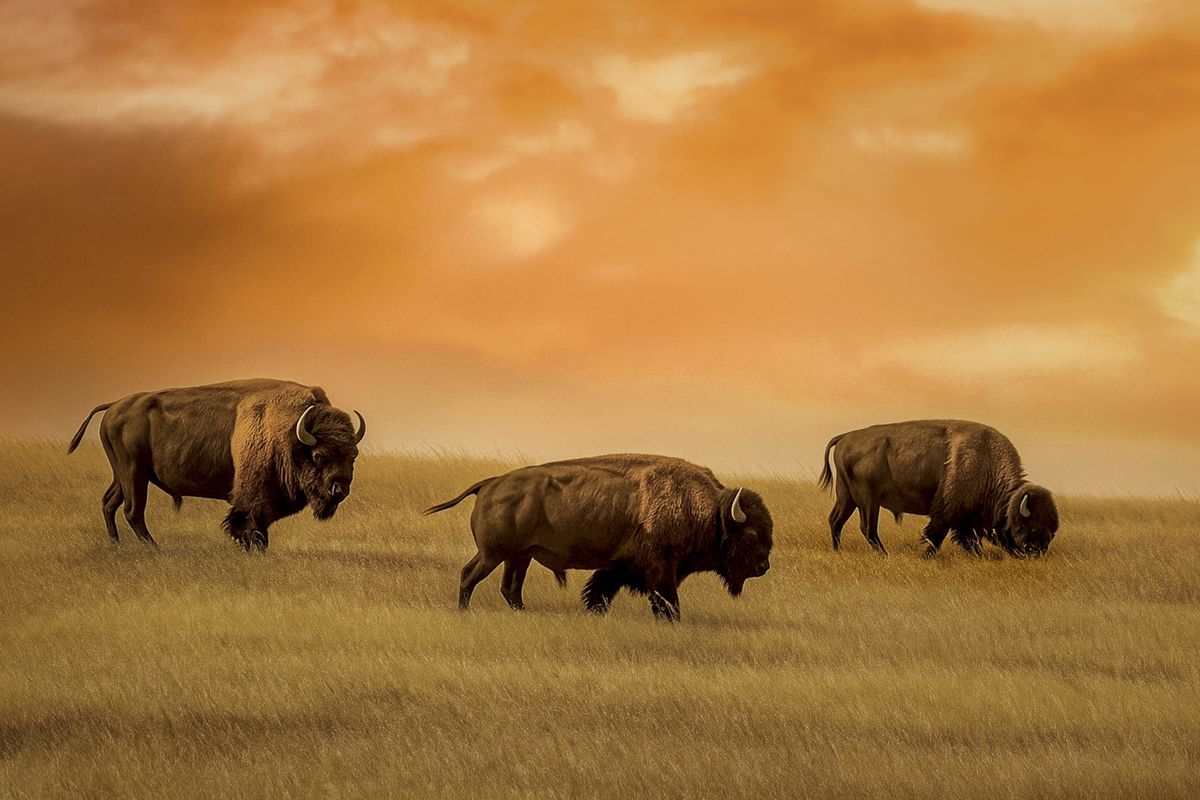 Three American Bisons