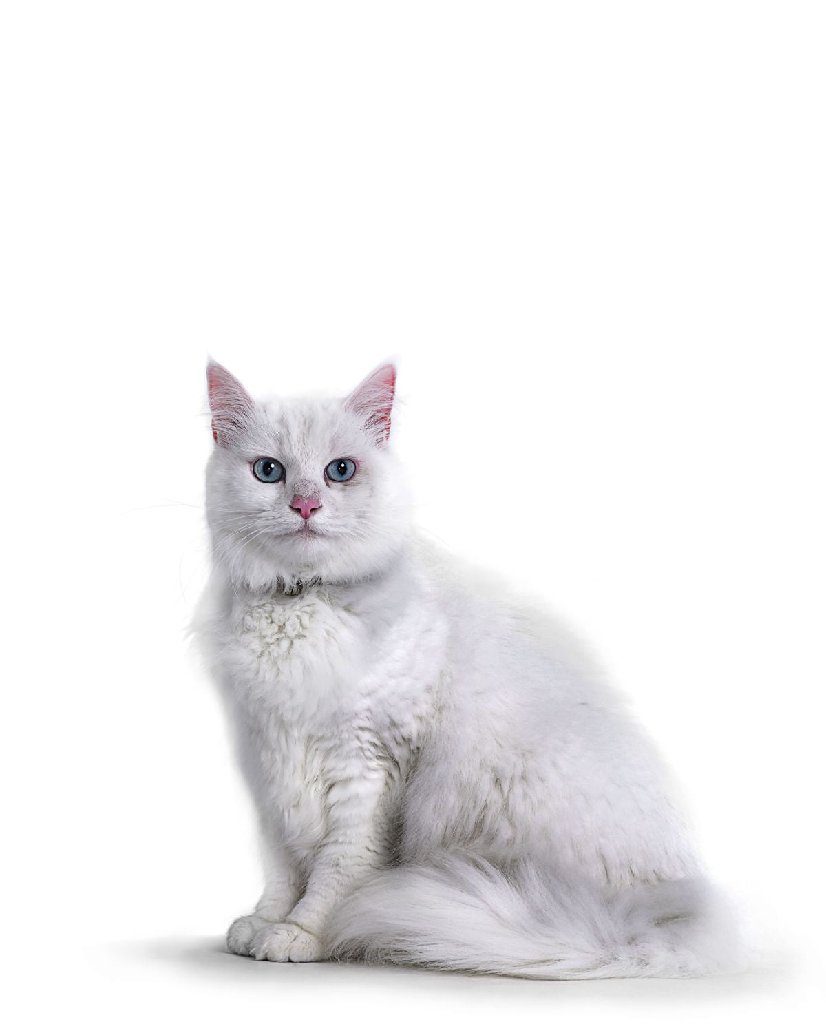 Elegant White Cat