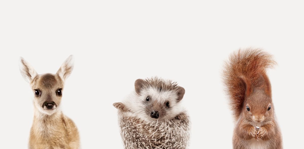 Baby Hedgehog And Friends