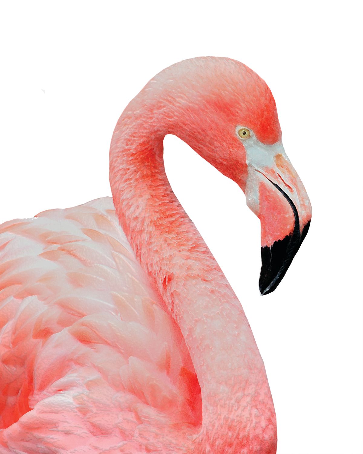 Pink Flamingo Profile