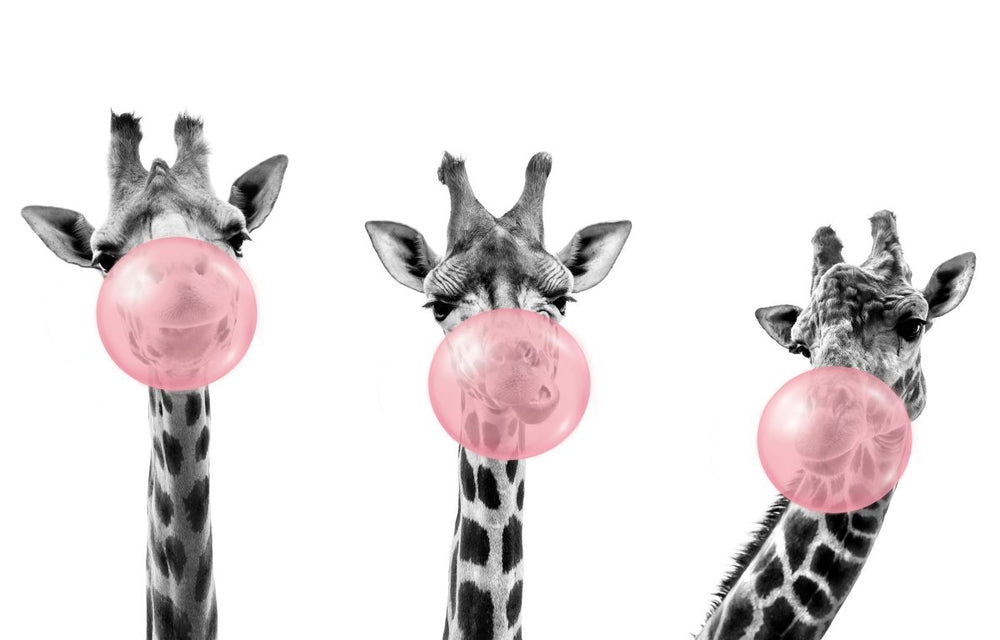 Three Bubble Gum Giraffes