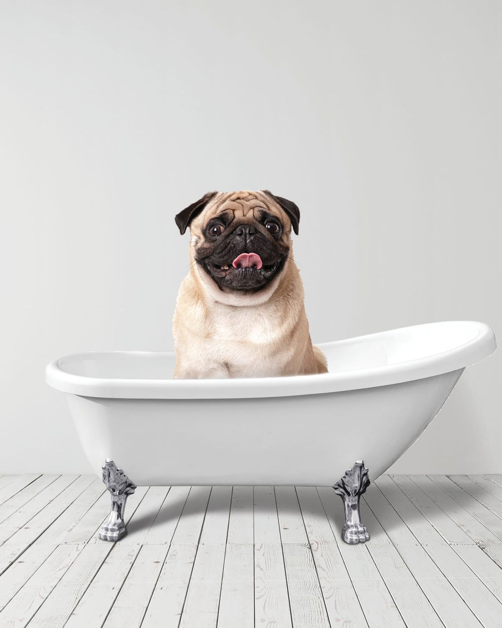 Bathtub Animal Cute Pug