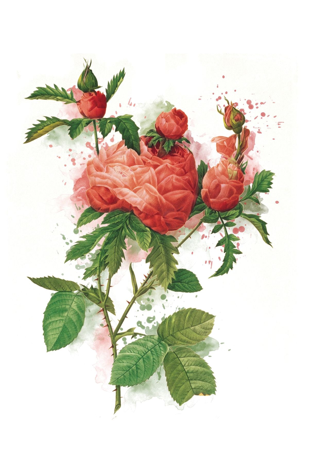 Red Rose Branch Splash