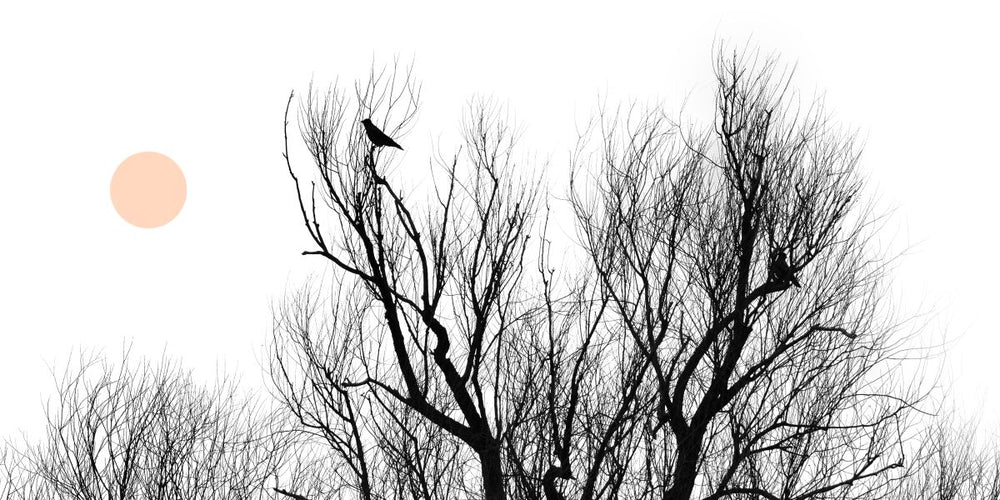 Trees And Bird Silhouette