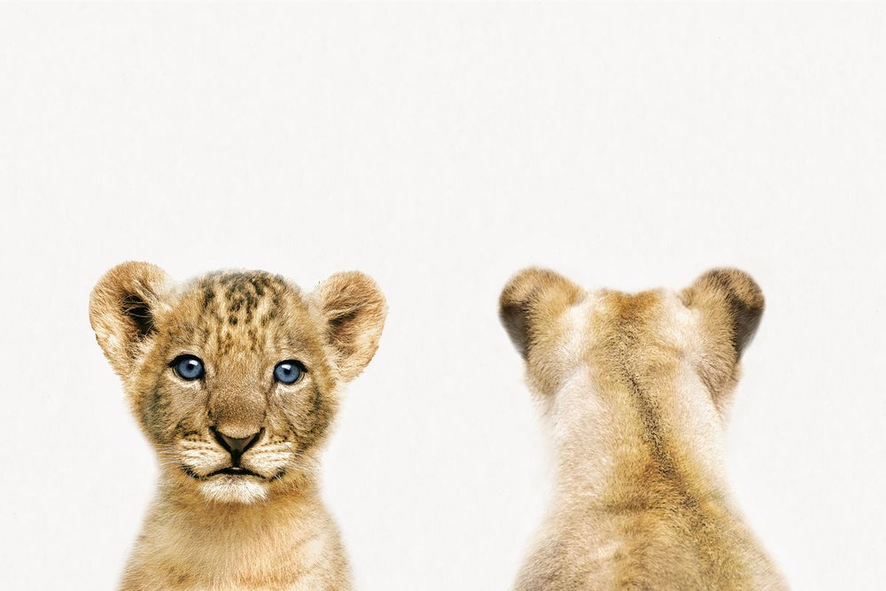 Lion Cub Front And Back Portrait