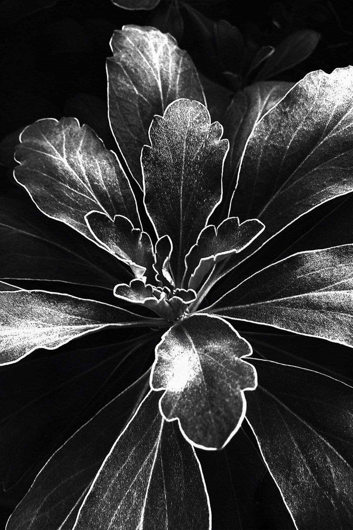 Leaves Of Chrysanthemum Pacificum