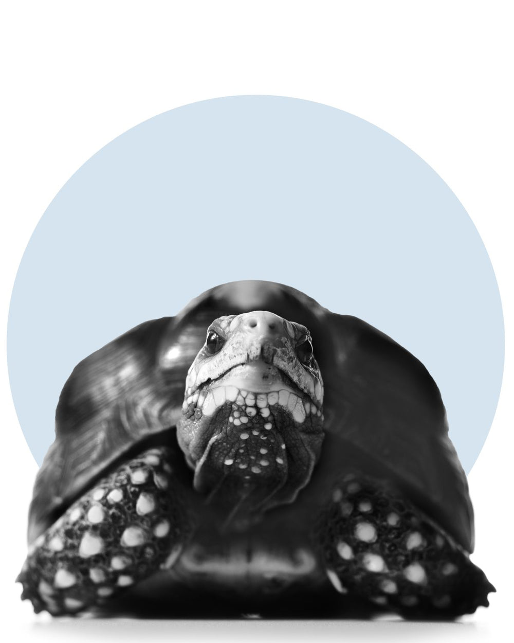 Turtle Glance