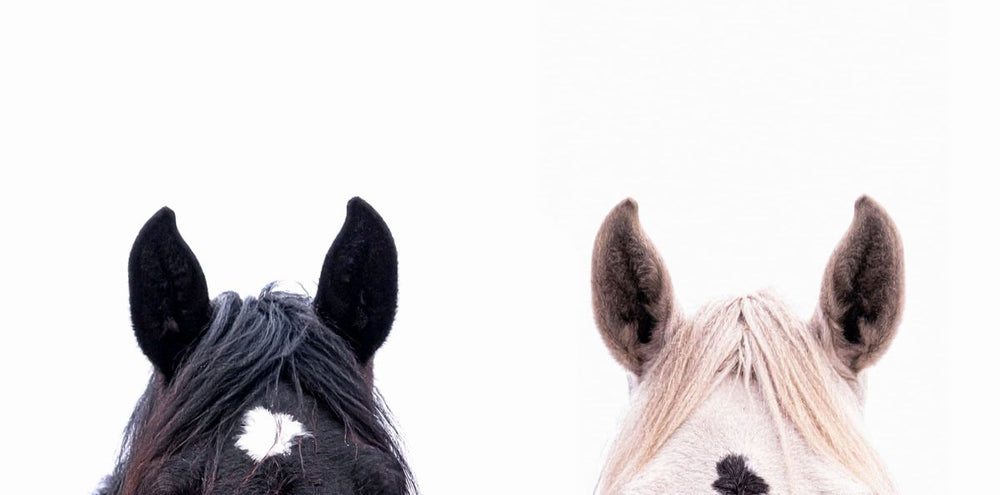 Listening Horses