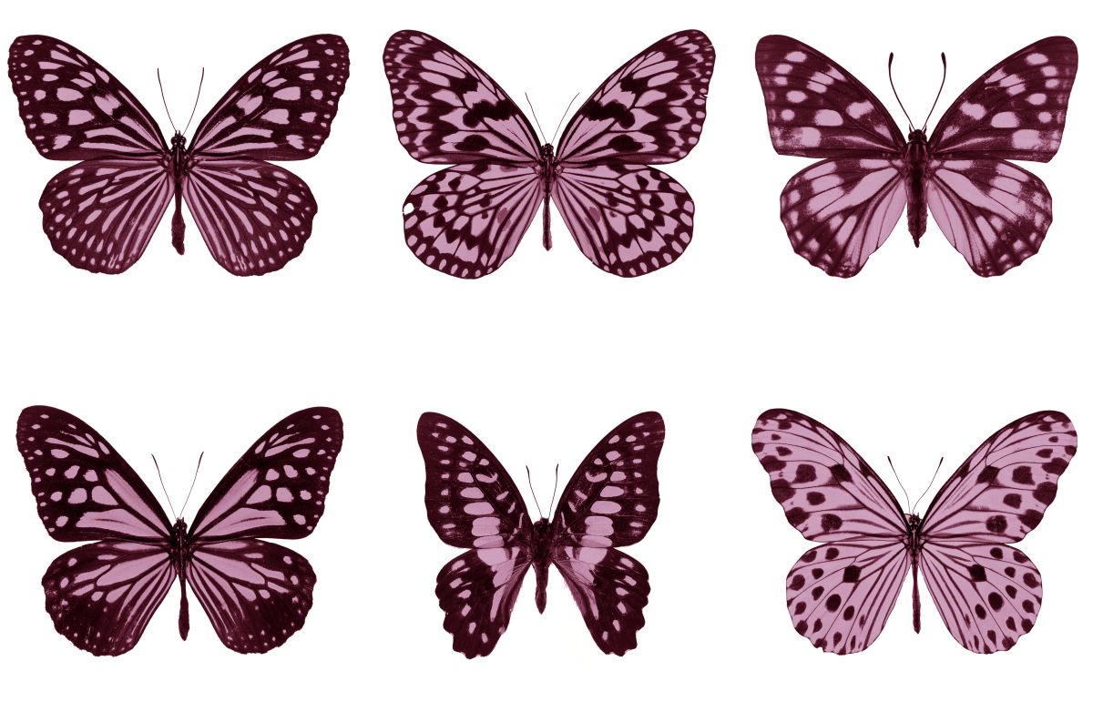 Butterfly Varieties