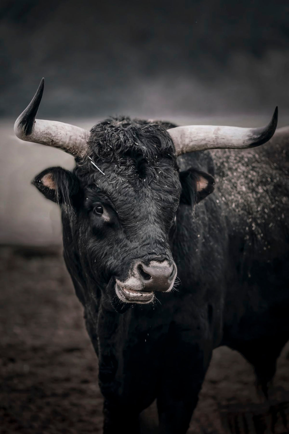 Toro Bravo