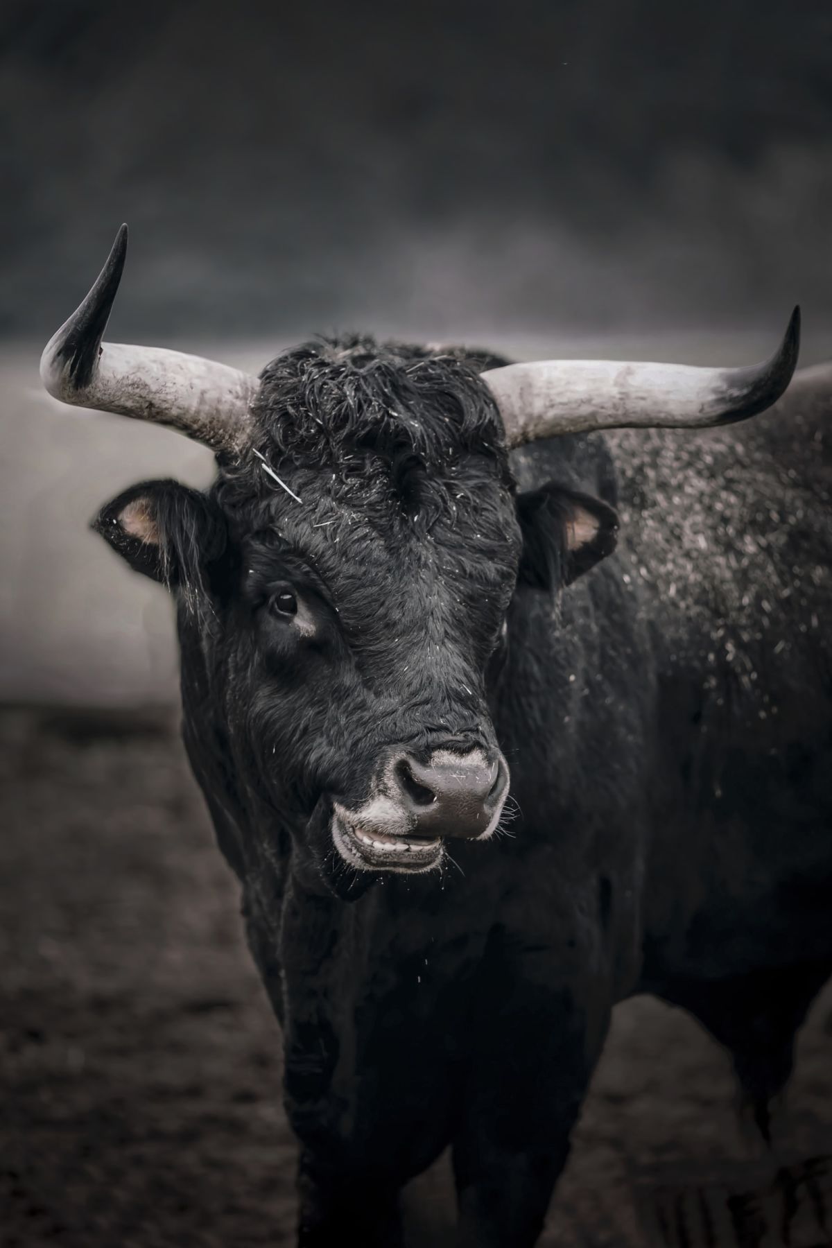 Toro Bravo