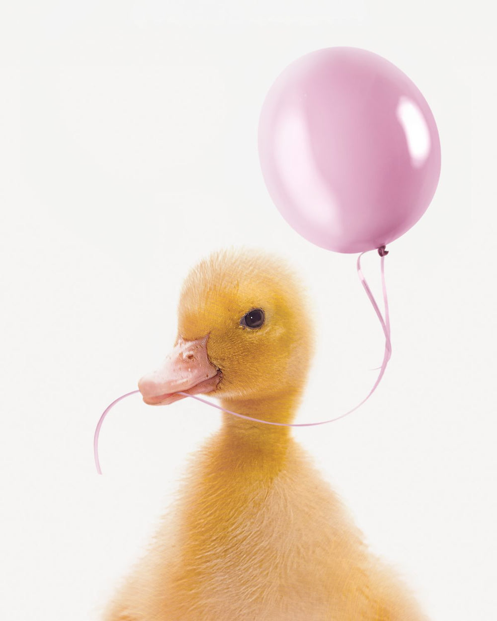 Duck And Pink Balloon
