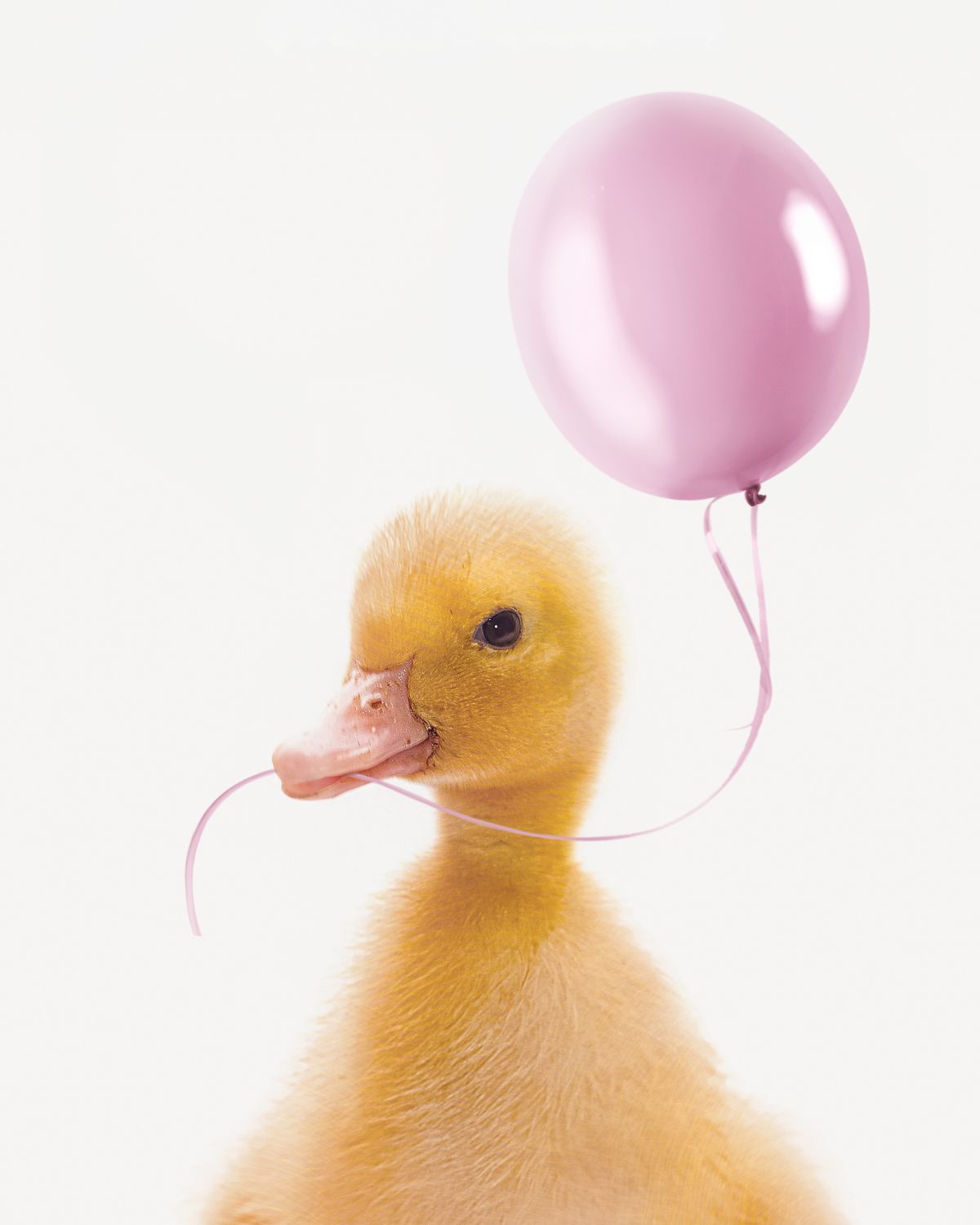 Duck And Pink Balloon
