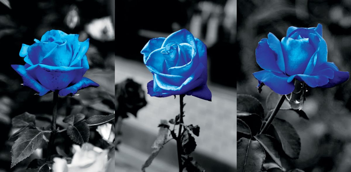 Blue Garden Roses Pop Set