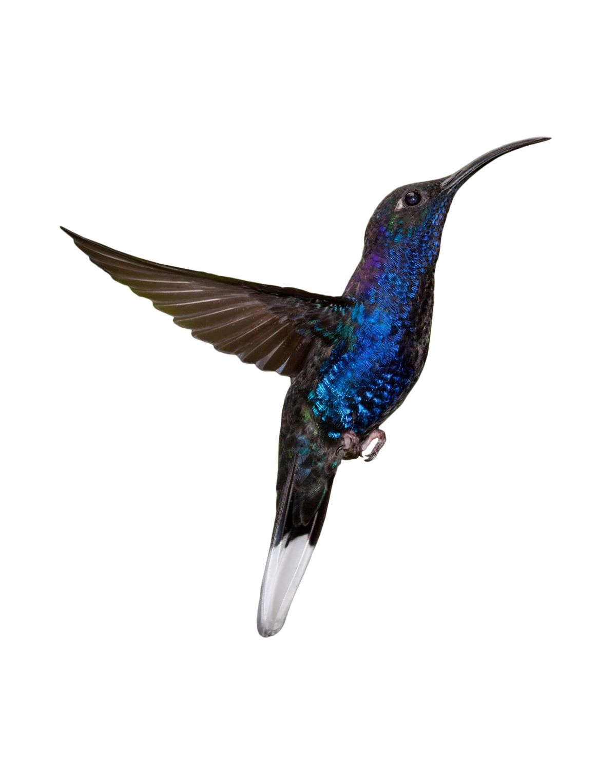 Violet Sabrewing Hummingbird