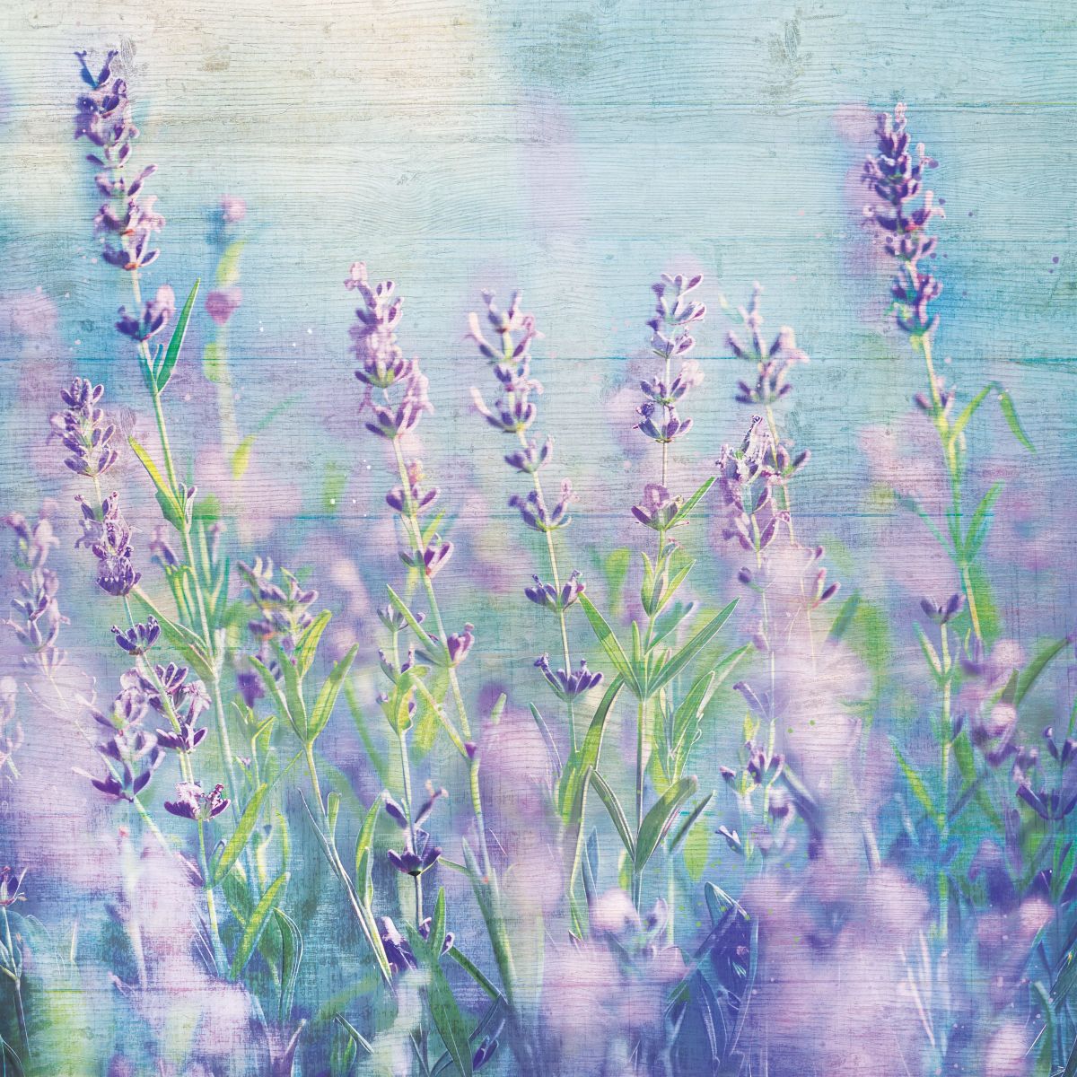 Purple Blossoms In The Morning