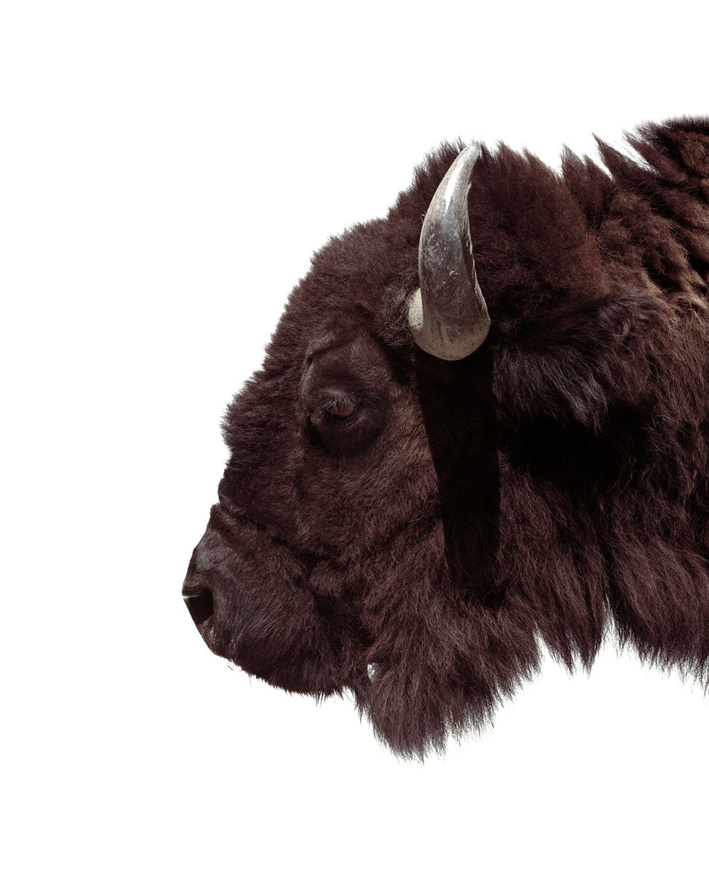 Buffalo Brown Head