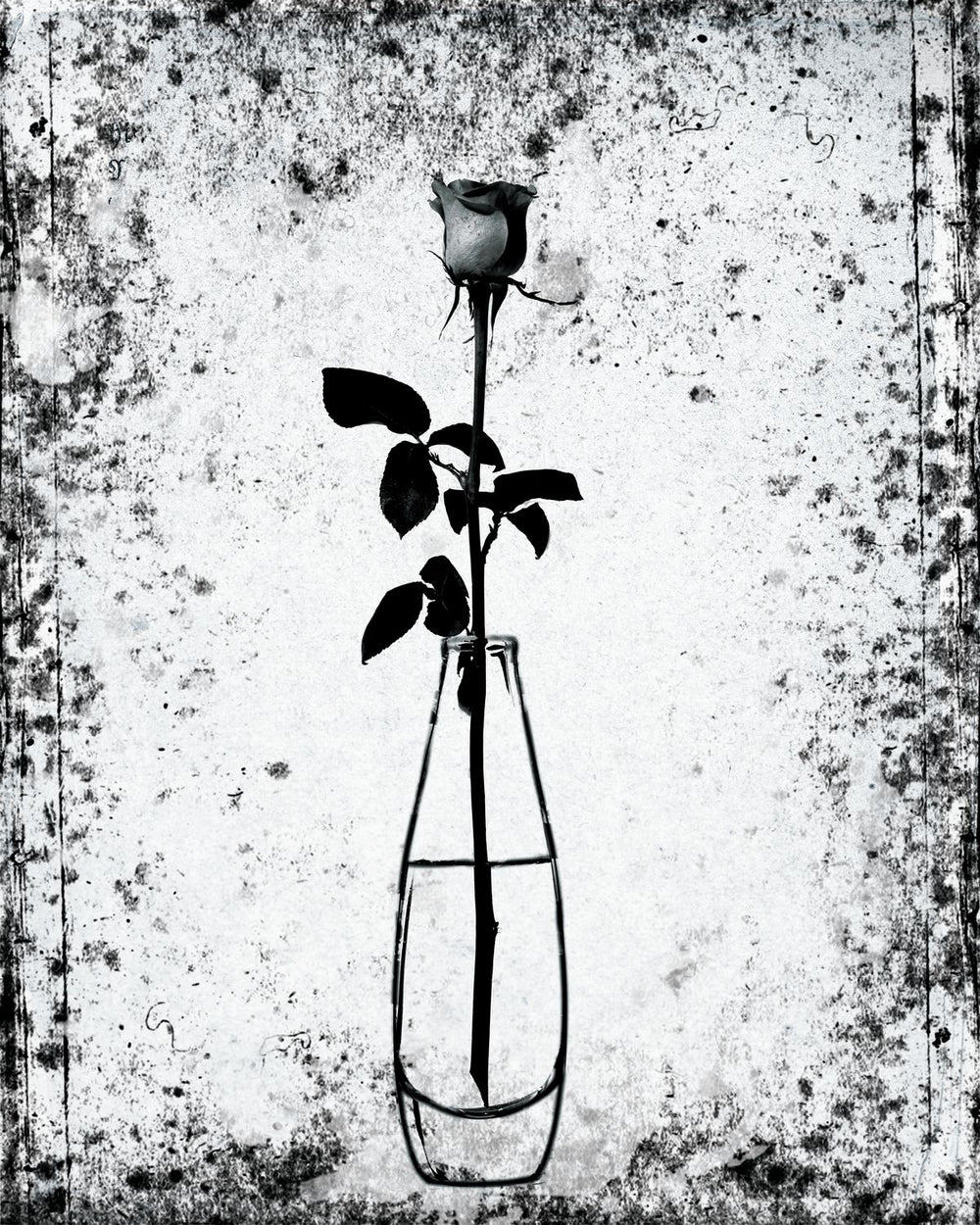 Rose On Vase Grunge