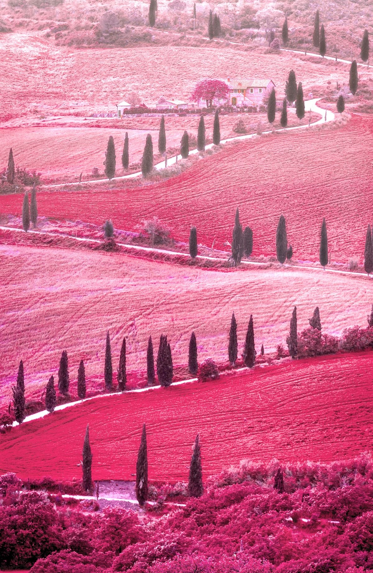 Pink Tuscan Valley