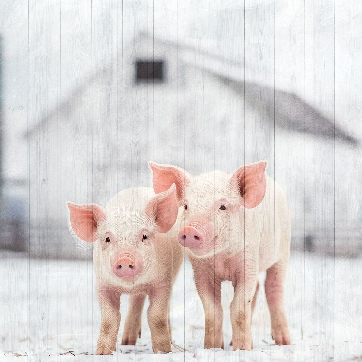Cute Piglets