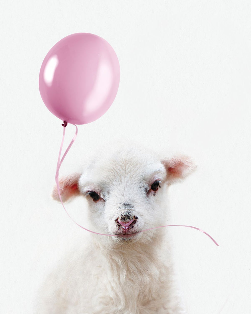 Goat And Pink Balloon