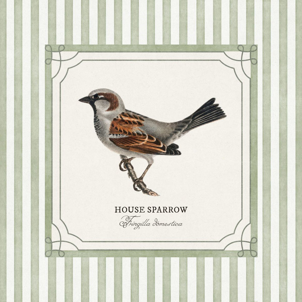 House Sparrow Reinterpreted