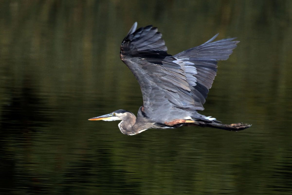 Gliding Heron