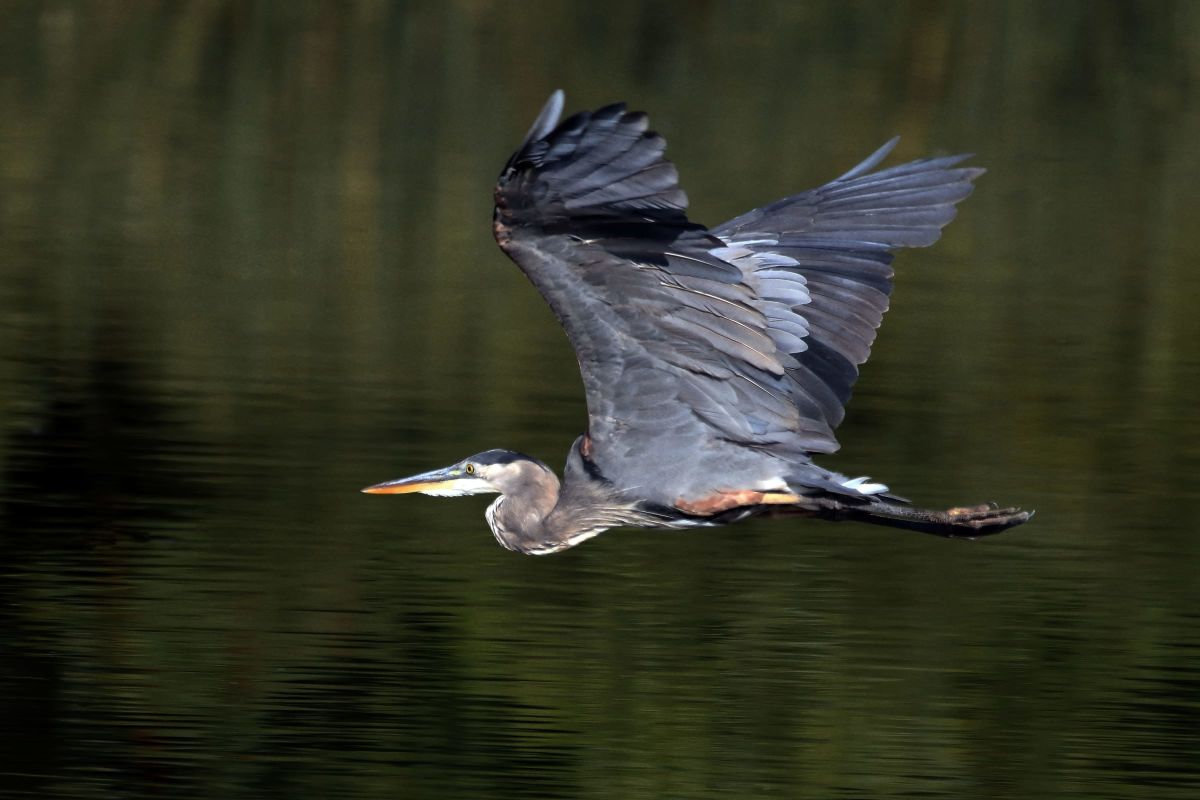 Gliding Heron