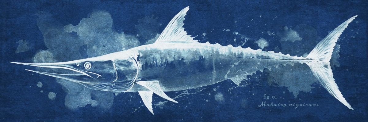 Makaira Nigricans On Blue