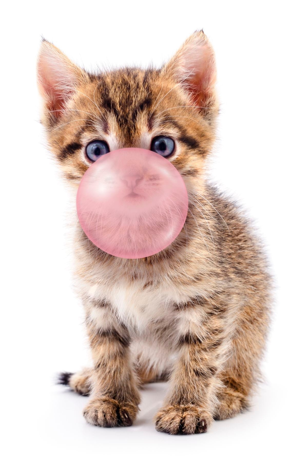 Bubble Gum Kitten