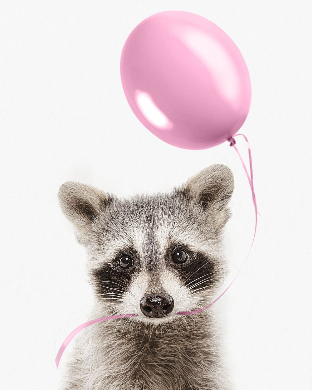 Racoon And Pink Balloon