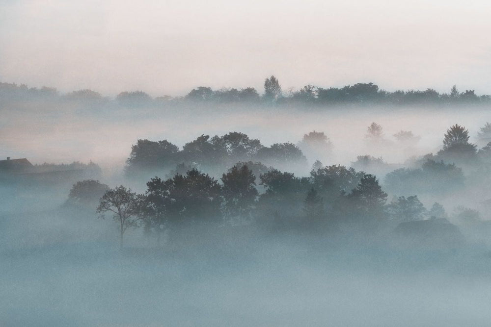 Foggy Forest View