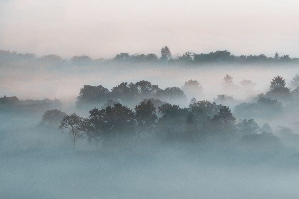 Foggy Forest View