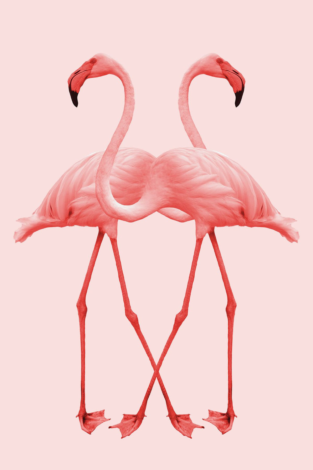 Flamingo Duo Profiles
