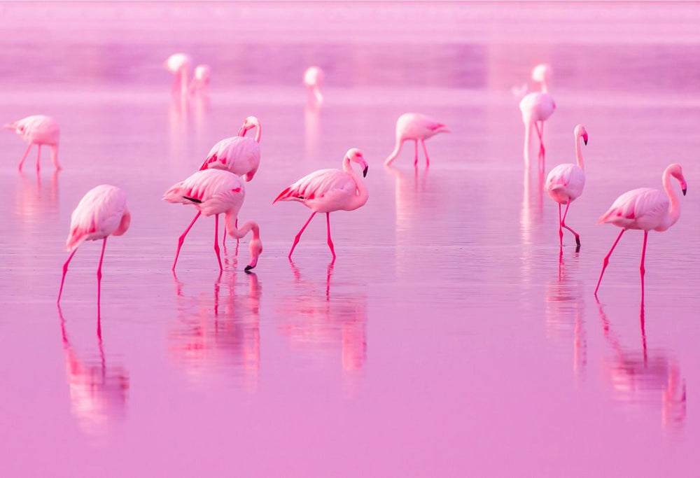 Pink Sunset Flamingos