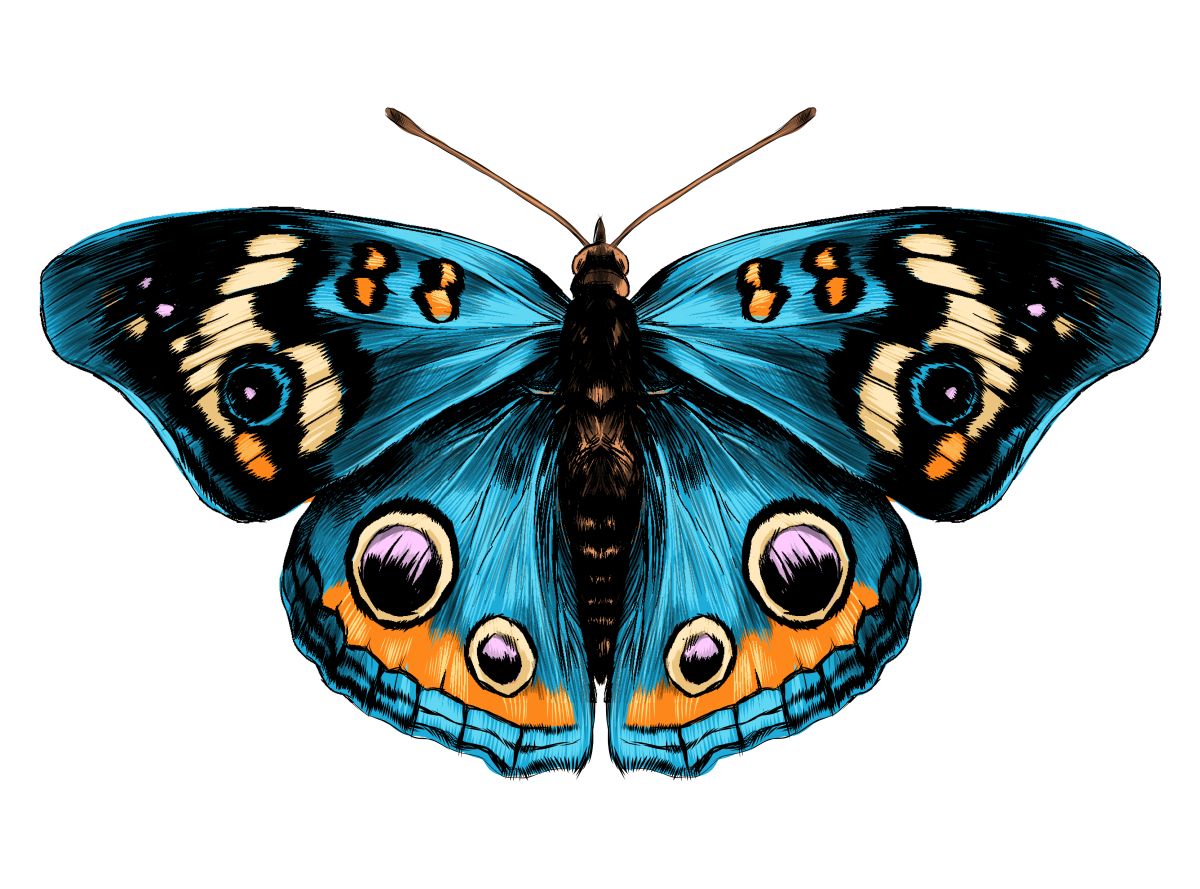 Butterfly Symmetry