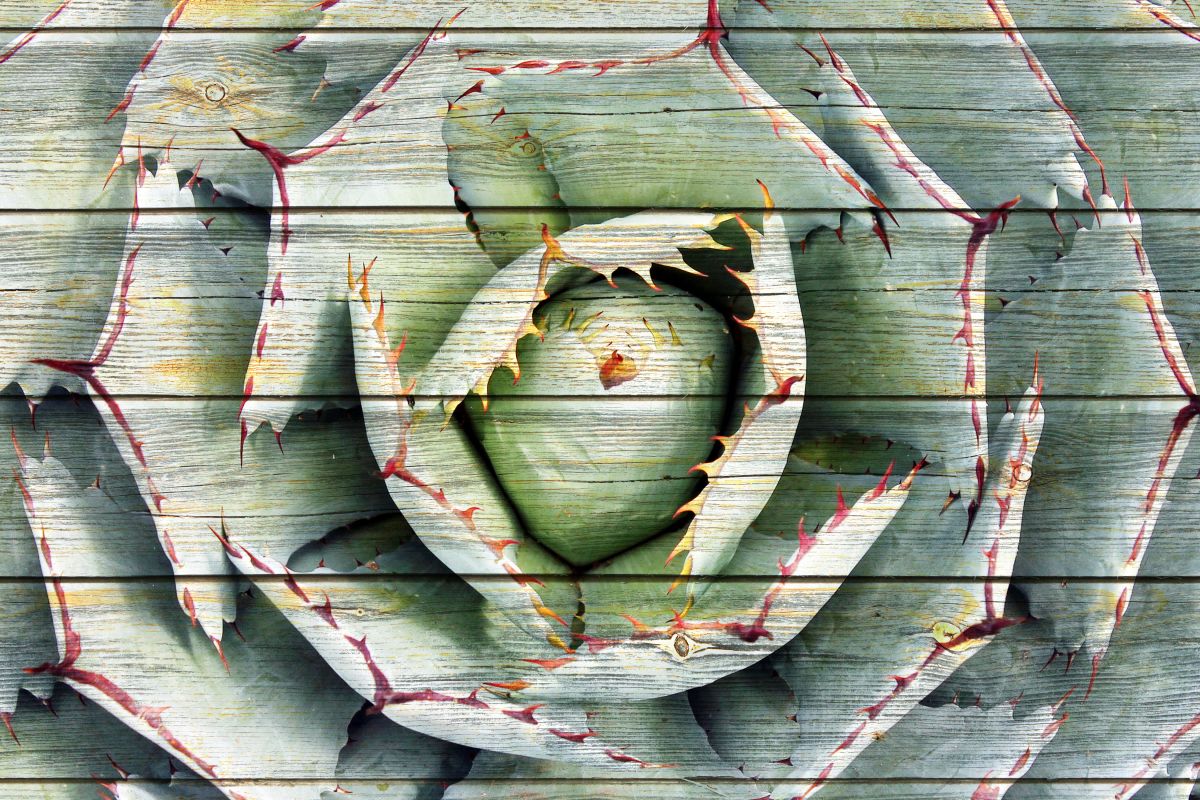 Rustic Agave