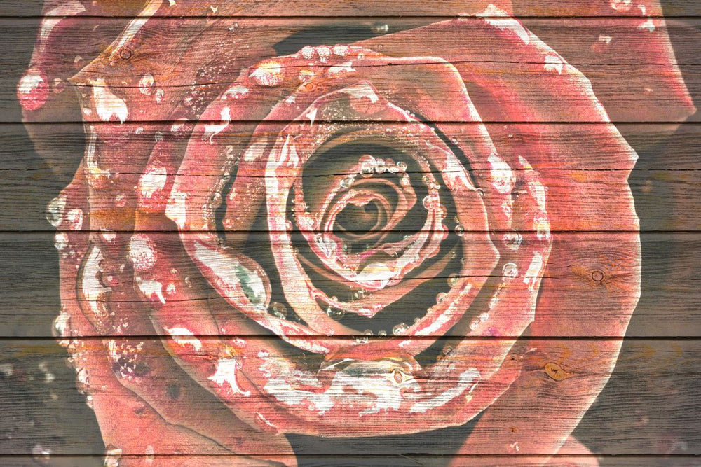 Red Rose On Wood